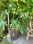 IMG_20170712_132528.jpg