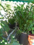 IMG_20170712_132602.jpg