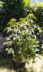 IMG_20170712_132447.jpg