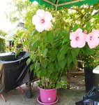 IMG_20170712_145030.jpg