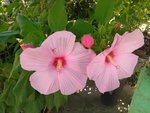IMG_20170712_145052.jpg