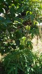 IMG_20170712_145126.jpg