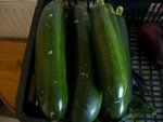 courgette grêlée.jpg