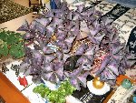 Papillons1.JPG
