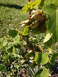IMG_20170714_174328.jpg