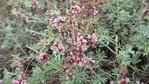 Cuscuta europaea sur Dorycnium pentaphyllum.JPG