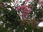 fleur4.jpg
