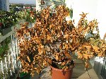 Rhododendron.jpg