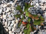 Tâches brunes sur jeunes feuilles de Chêne