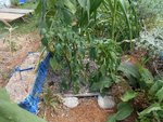 DSCN0972.JPG