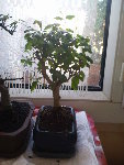 c'est le banzai: LIGUSTRUM;