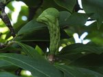 Un seul à peu près rectiligne
