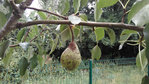 poire.jpg