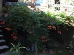Campsis radicans 19.JPG