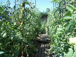 Les san marzano se colorent. Je les avais semées en remplacement des andines cornues car j'avais lu je ne sais plus où, qu'elles n'avaient pas de problème de cul noir. J'ai quand-même une bonne dizaine de tomates atteintes....