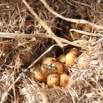 Oeufs et abeille ? Sous herbe sèche