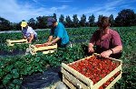 la ceulliette des fraises au mois de aout cette année