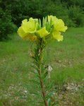 Oenothera_biennis_inflorescence.jpg