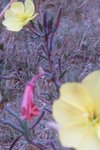 IMG_3052r.jpg