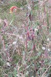 IMG_3095r.jpg