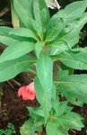 IMG_20170719_165308.jpg