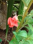 IMG_20170719_165251.jpg
