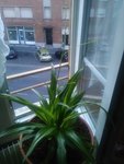 plante verte.jpg