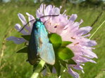 Zygène turquoise.jpg