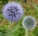 echinops.jpg