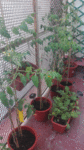 tomates