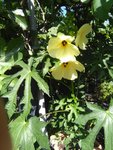 IMG_20170721_091341.jpg