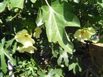 IMG_20170721_091336.jpg