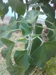 forse datura.jpg