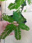 Plante inconnue 0.jpg