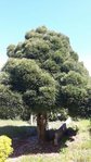 Arbre_portugal.jpg