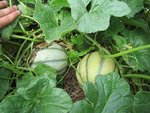 IMG_4032.JPG