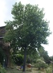 Liriodendron30.JPG