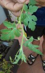 IMG_20170726_171723.jpg