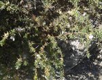 Bugrane épineuse (Ononis spinosa).jpg