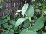 DSCN0824.JPG