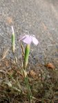 Dianthus saxicola (Oeillet des bois) (2).JPG