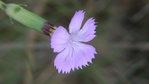 Dianthus saxicola (œillet des bois) (3).JPG