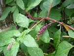 DSCN0825.JPG