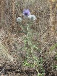 Chardon bleu (Echinops ritro L.).JPG