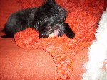 pirate septembre 2008 008.jpg