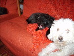 pirate septembre 2008 009.jpg