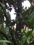 Magnolia