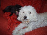 pirate septembre 2008 010.jpg
