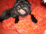 pirate septembre 2008 011.jpg