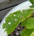 IMG_20170730_185719.jpg